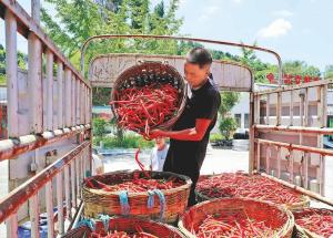 订单辣椒走俏市场