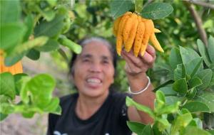 东兴区：佛手托起致富梦