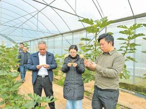 三级“科服保姆”联动 推动芦山无花果产业高质量发展