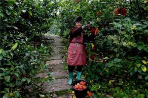 广安区：柠檬丰收 畅销海内外  