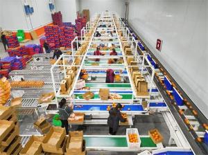 青神：柑橘智能分选 助力提质增效