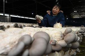 四川内江：桑枝菌助农增收