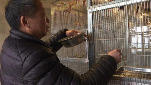 内江市市中区：“鹦鹉经济”做出大文章